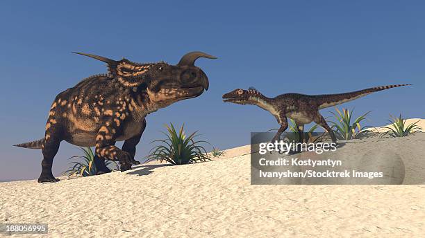 brown einiosaurus and a utahraptor confront each other face-to-face. - einiosaurus stock illustrations
