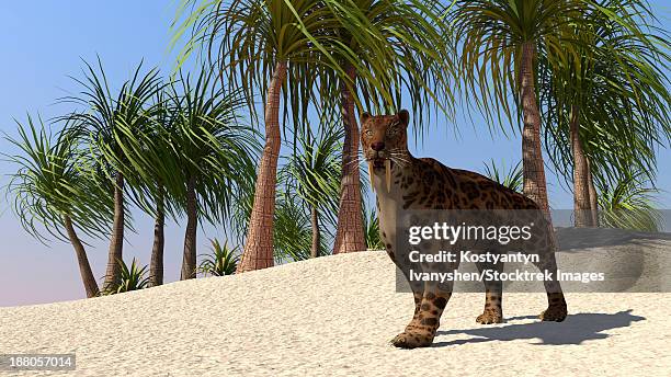 a saber-tooth tiger in a tropical environment. - smilodon stock illustrations