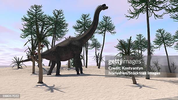 large brachiosaurus in a tropical environment. - sauropoda stock-grafiken, -clipart, -cartoons und -symbole