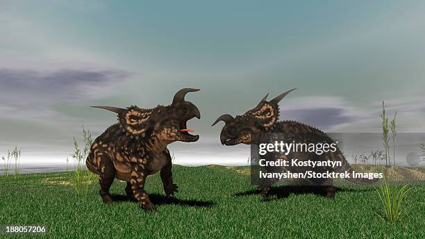 two brown einiosaurus dinosaurs confront each other in an open field. - einiosaurus stock illustrations