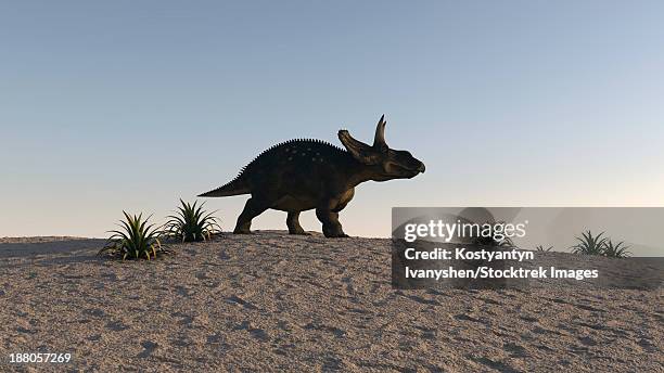 triceratops walking across a barren landscape. - triceratops stock illustrations