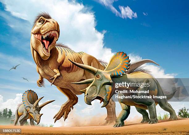 tyrannosaurus rex fighting with two triceratops while trying to hunt them. - triceratops stock illustrations