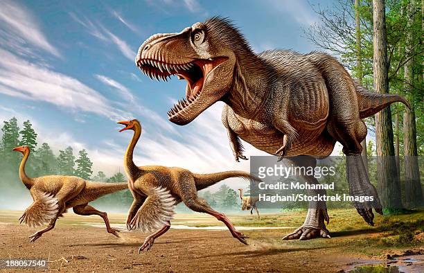 ilustraciones, imágenes clip art, dibujos animados e iconos de stock de tyrannosaurus rex attacking two struthiomimus dinosaurs. - omnívoro