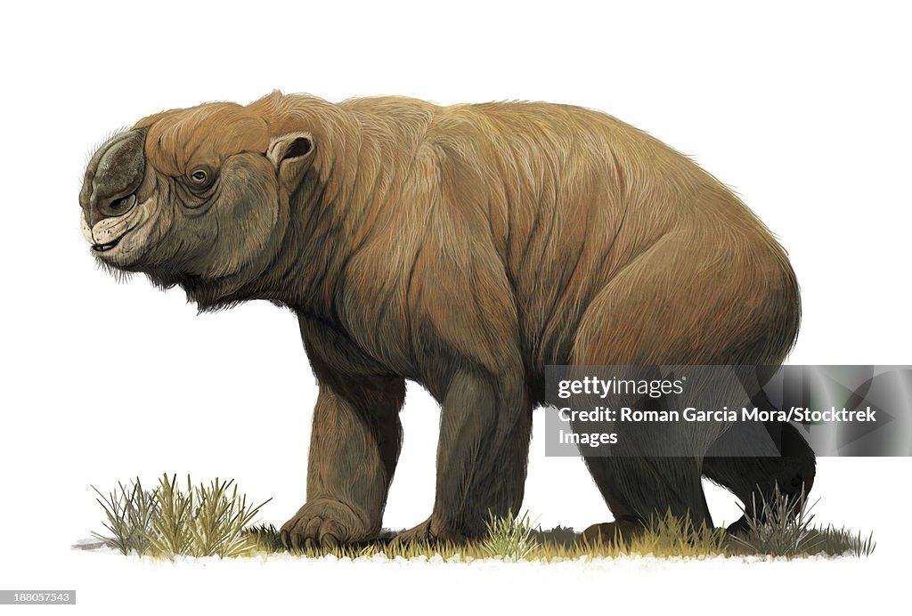 The largest known marsupial, Diprotodon optatum, from the Pleistocene of Australia.