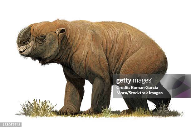 the largest known marsupial, diprotodon optatum, from the pleistocene of australia. - extinct species stock illustrations