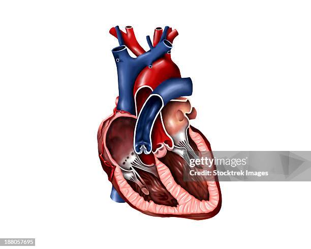 cross section of human heart. - explosionszeichnung stock-grafiken, -clipart, -cartoons und -symbole