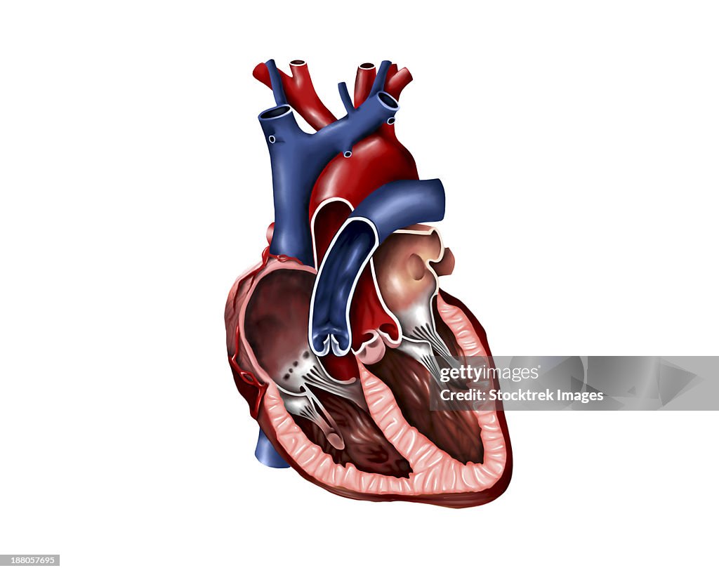 Cross section of human heart.
