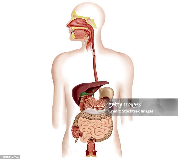 anatomy of human digestive system. - appendix vermiformis stock-grafiken, -clipart, -cartoons und -symbole