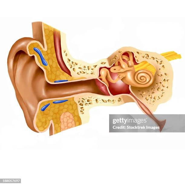 cross section of human ear. - ear canal stock-grafiken, -clipart, -cartoons und -symbole