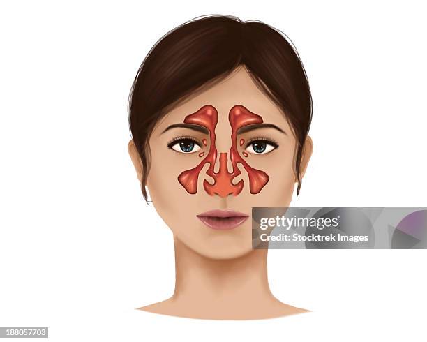 anatomy of nasal sinuses. - nasal passage stock illustrations