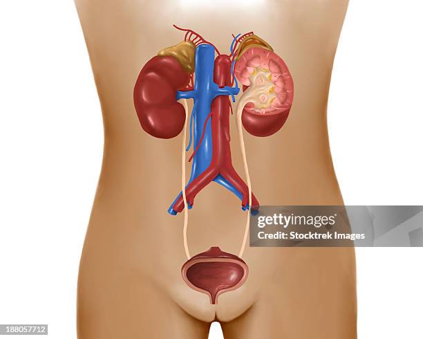 ilustrações de stock, clip art, desenhos animados e ícones de anatomy of female urinary system. - virilha humana