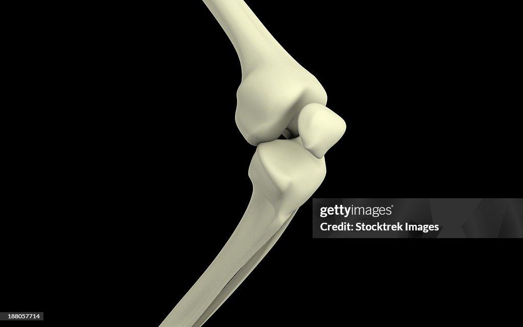 Knee Bone Graphics Illustration Of Knee Bone Bending High-Res Vector Graphic - Getty Images