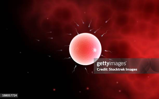 conceptual image of common fertilization. - zygote stock illustrations