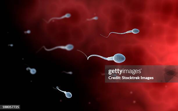 conceptual image of sperm inside fallopian tube. - 精子 幅插畫檔、美工圖案、卡通及圖標