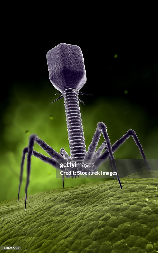 Microscopic view of bacteriophage.