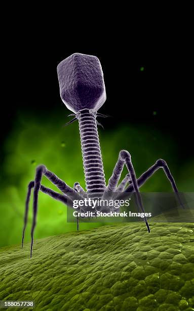 microscopic view of bacteriophage. - t4 bacteriophage stock illustrations