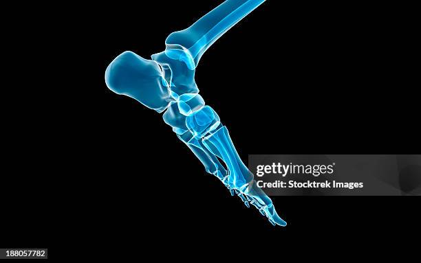 bones in the human foot. - achilles tendon stock illustrations