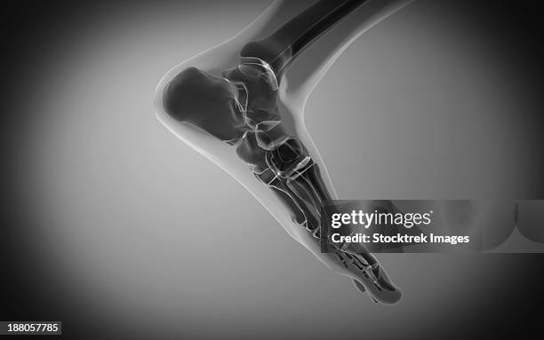 x-ray view of human foot. - achilles tendon stock illustrations