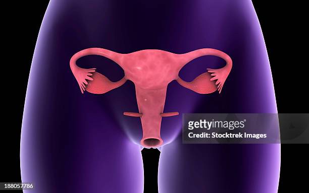 ilustraciones, imágenes clip art, dibujos animados e iconos de stock de female reproductive organ, x-ray view. - trompas de falopio