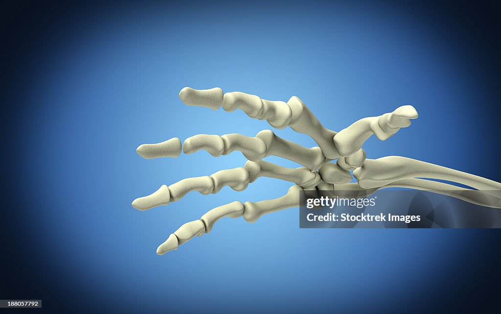 Conceptual image of bones in human hand.