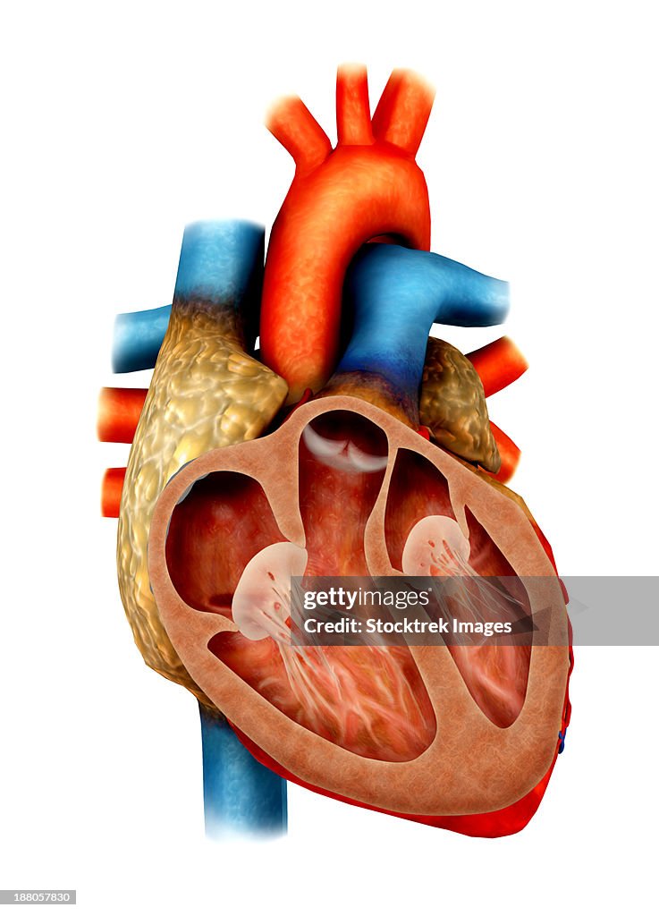 Anatomy of human heart, cross section.