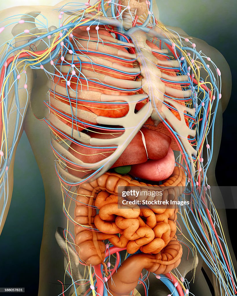 Humane Organ Perspective View Of Human Body Whole Organs And Bones High-Res Vector ...