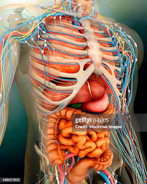 26 Mid Section View Of A Human Skeleton Stock Photos, High-Res Pictures ...