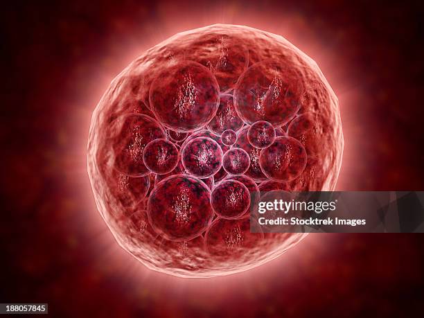 cluster of blastomeres forming a developing morula (early stage of embryonic development). - microscopic view human tissue stock illustrations