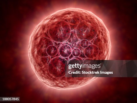 Cluster of blastomeres forming a developing morula (early stage of embryonic development). Cluster of blastomeres forming a developing morula (early stage of embryonic development).