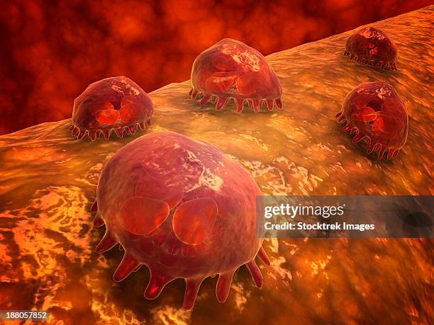 stockillustraties, clipart, cartoons en iconen met microscopic view of phagocytic macrophages, which are involved in the immune response within the body. - macrophage