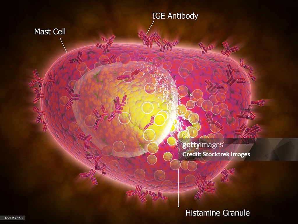Microscopic view of a mast cell. Mast cells are found resident in tissues throughout the body, particularly in association with structures such as blood vessels and nerves.