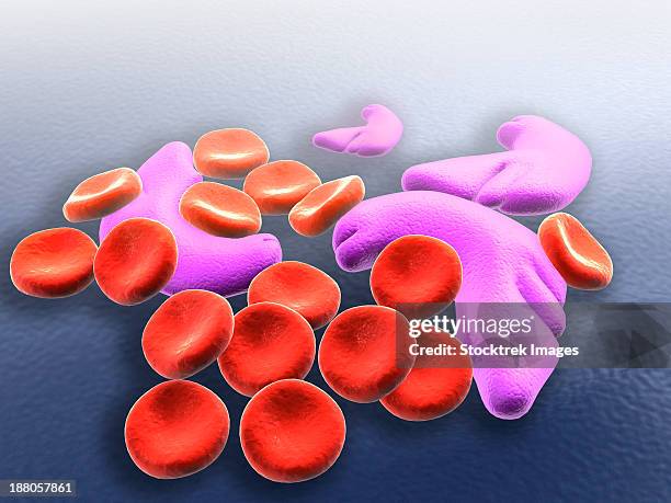 Conceptual Image Of Sickle Cell Anemia, Photo