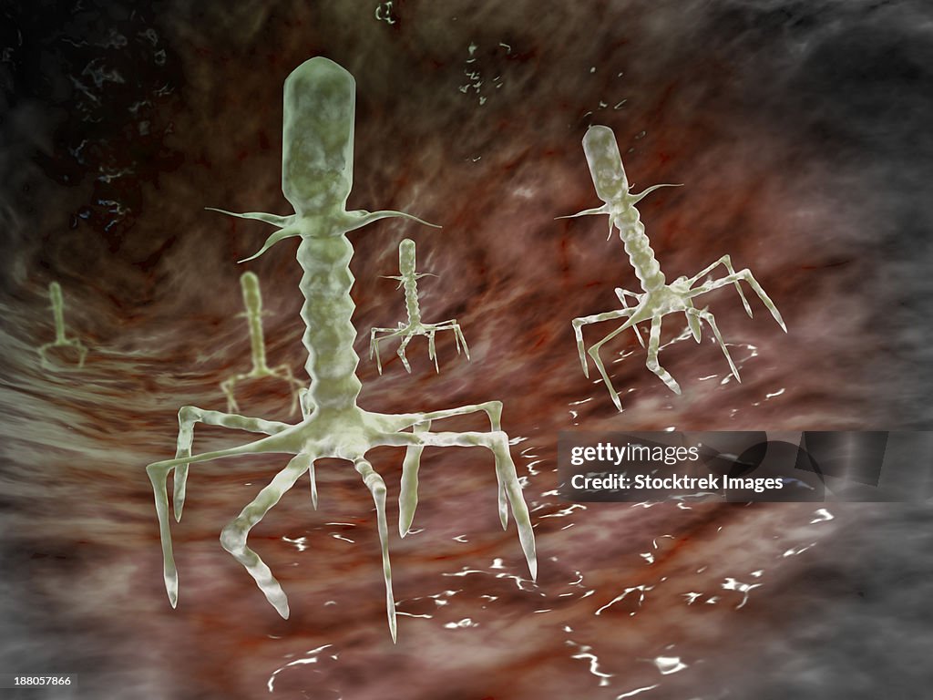 Microscopic view of bacteriophages on the surface of a bacteria.