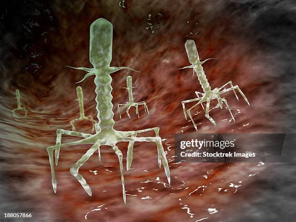 microscopic view of bacteriophages on the surface of a bacteria. - t4 bacteriophage stock illustrations