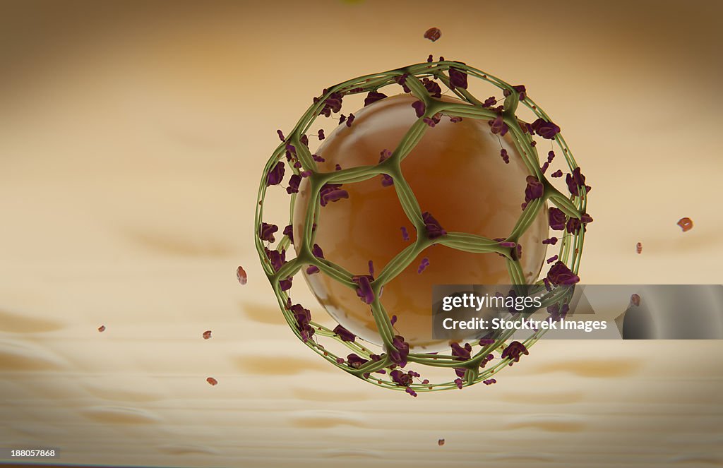 Clathrin Mediated Endocytosis