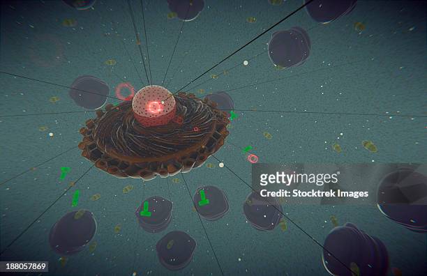 stockillustraties, clipart, cartoons en iconen met the interior of an eukaryotic cell. this is the most common generic type of cell and it's present in all mammals. - nucleolus