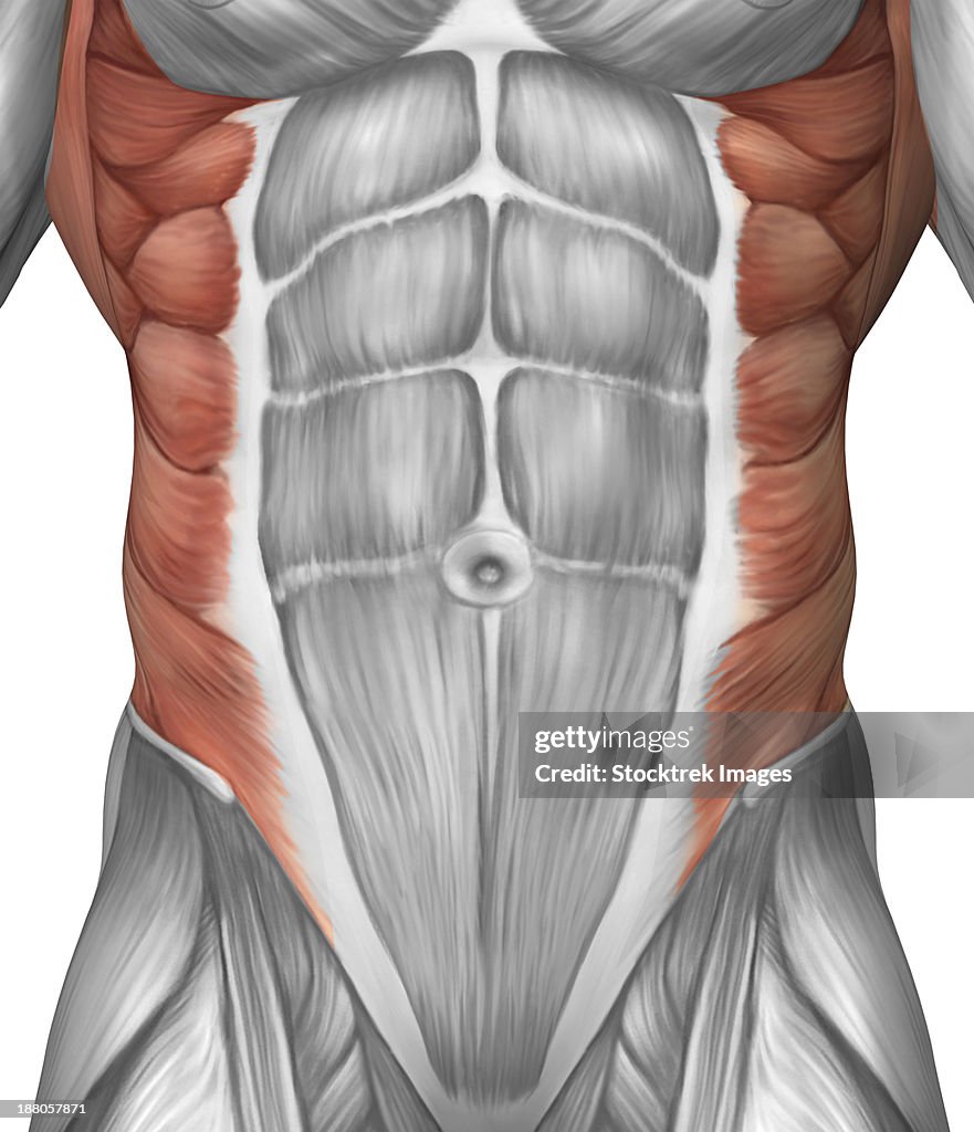 Male muscle anatomy of the abdominal wall.