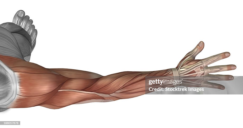 Muscle anatomy of the human arm, posterior view.