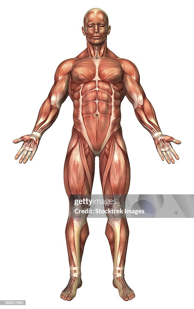 Anatomy of male muscular system, front view.