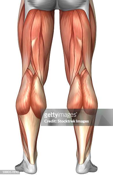 illustrazioni stock, clip art, cartoni animati e icone di tendenza di diagram illustrating muscle groups on back of human legs. - tendine del ginocchio