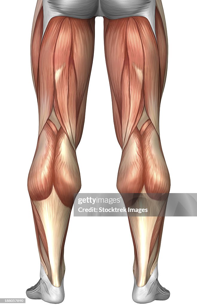 Diagram Illustrating Muscle Groups On Back Of Human Legs High-Res Vector  Graphic - Getty Images