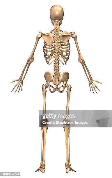 Human Back Inwards Human Skeletal System Back