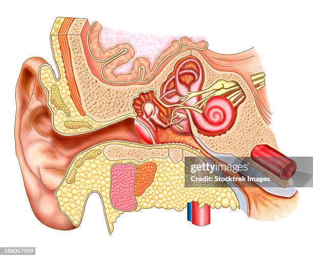 anatomy of human ear. - cochlea stock illustrations