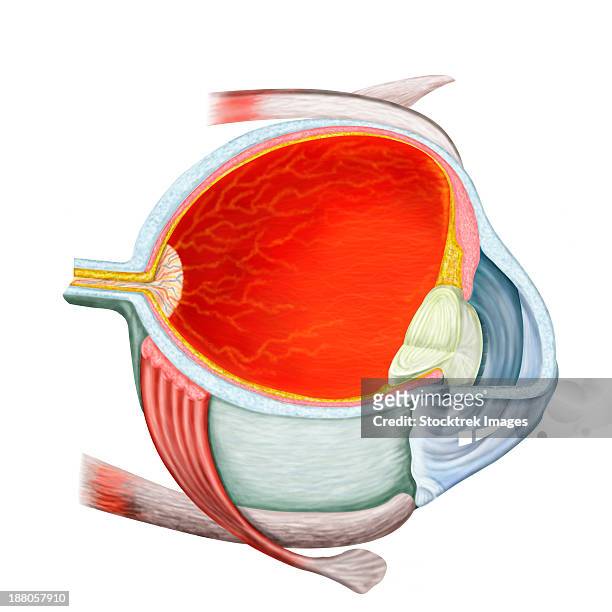 cross section of human eye. - choroid stock-grafiken, -clipart, -cartoons und -symbole