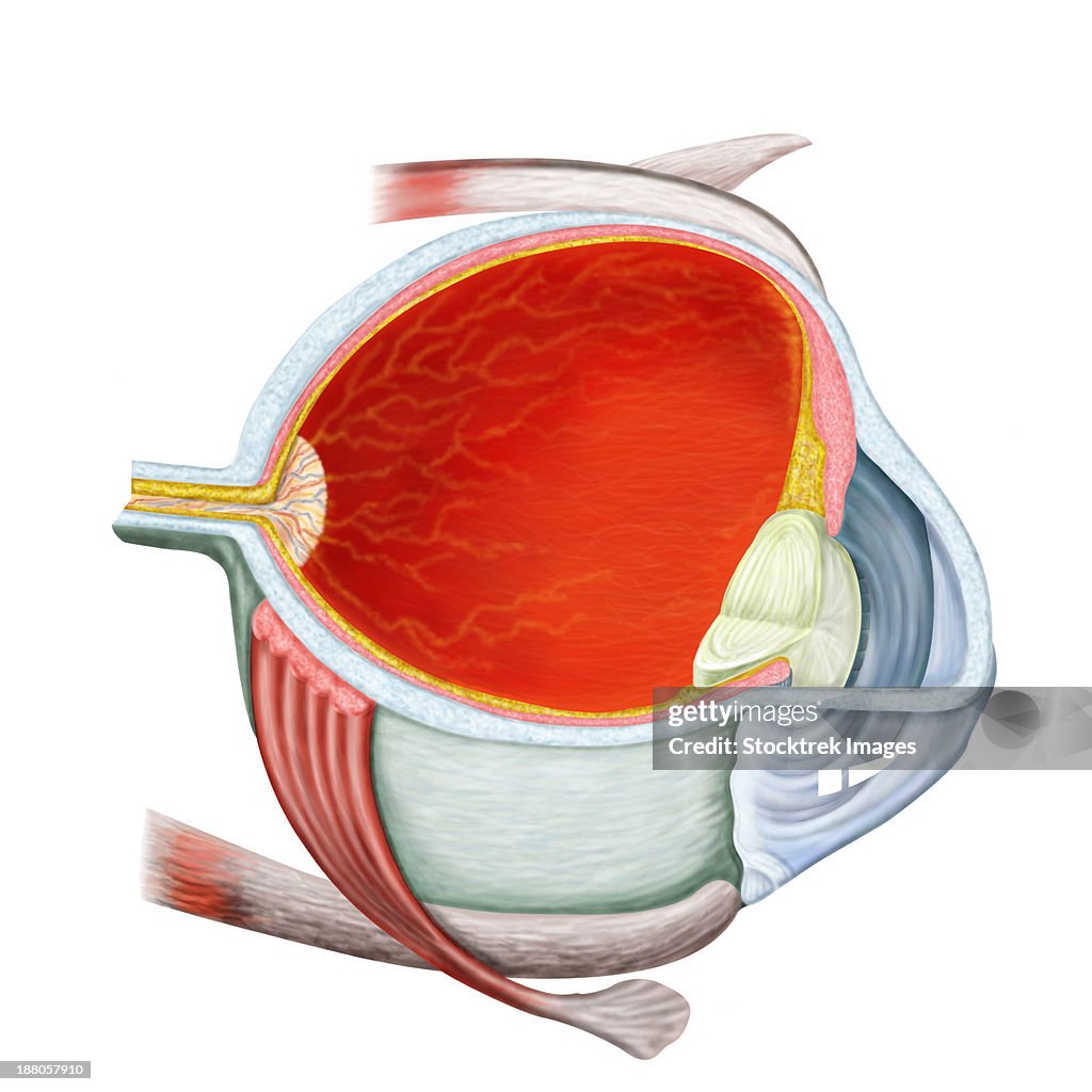 Cross section of human eye.