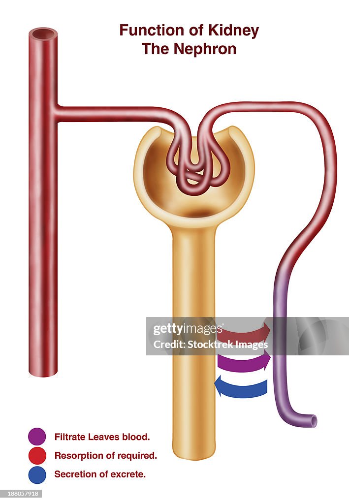 Diagram of a nephron, the functional unit of excretion in the human kidney.