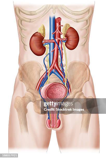 anatomy of male urinary system. - endokrines system stock-grafiken, -clipart, -cartoons und -symbole