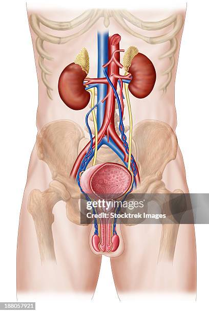 anatomy of male urinary system. - hodensack stock-grafiken, -clipart, -cartoons und -symbole