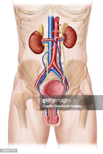 ilustrações, clipart, desenhos animados e ícones de anatomy of male urinary system. - virilha humana