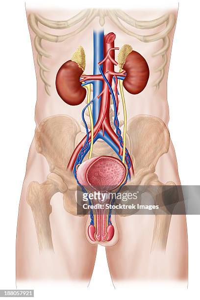 anatomy of male urinary system. - male crotch stock illustrations
